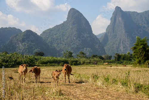 Laos, Vang Vieng. Cows and mountains.