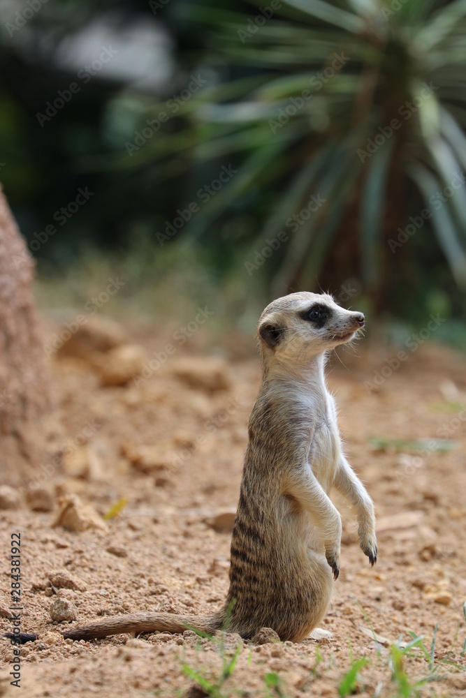 Fototapeta premium Close up Standing Meerkat on the ground