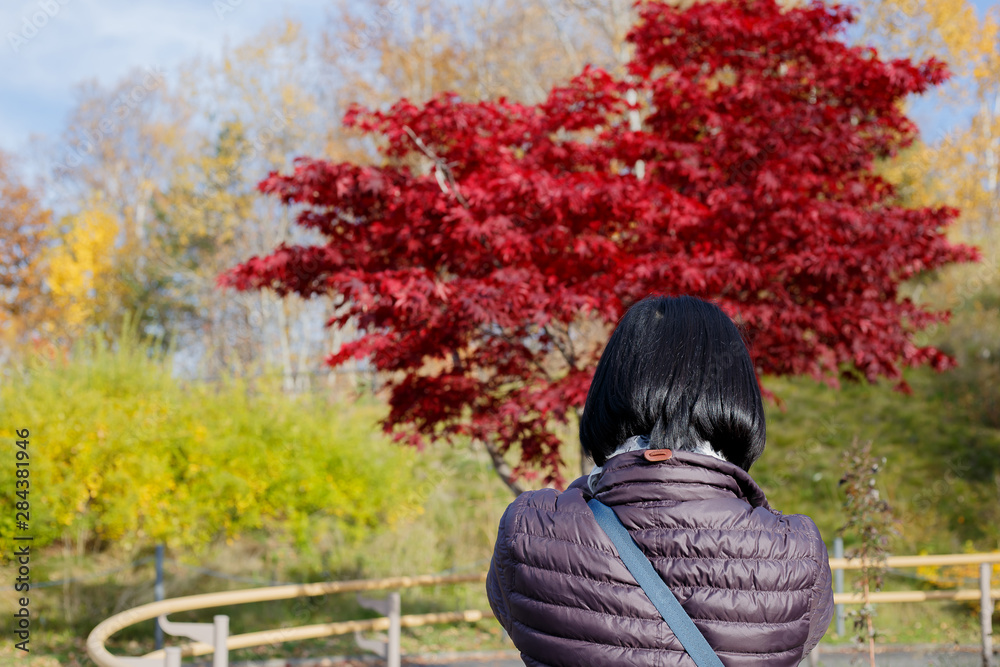 A beautiful with red maple tree in autumn season with blue sky blurred background, taken from Hokkaido Japan. A beautiful with red maple tree in autumn season with blue sky blurred background, taken from Hokkaido Japan.