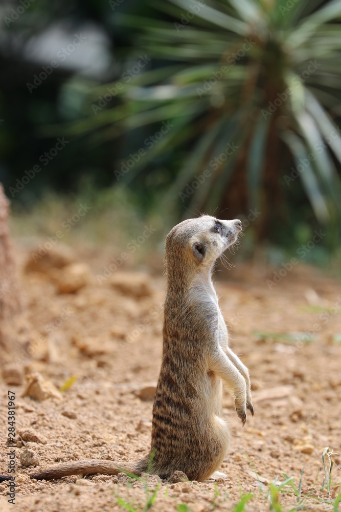 Fototapeta premium Close up Standing Meerkat on the ground