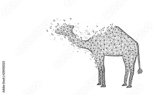 Camel low poly design, African animal abstract geometric image, zoo wireframe mesh polygonal vector illustration made from points and lines on white background