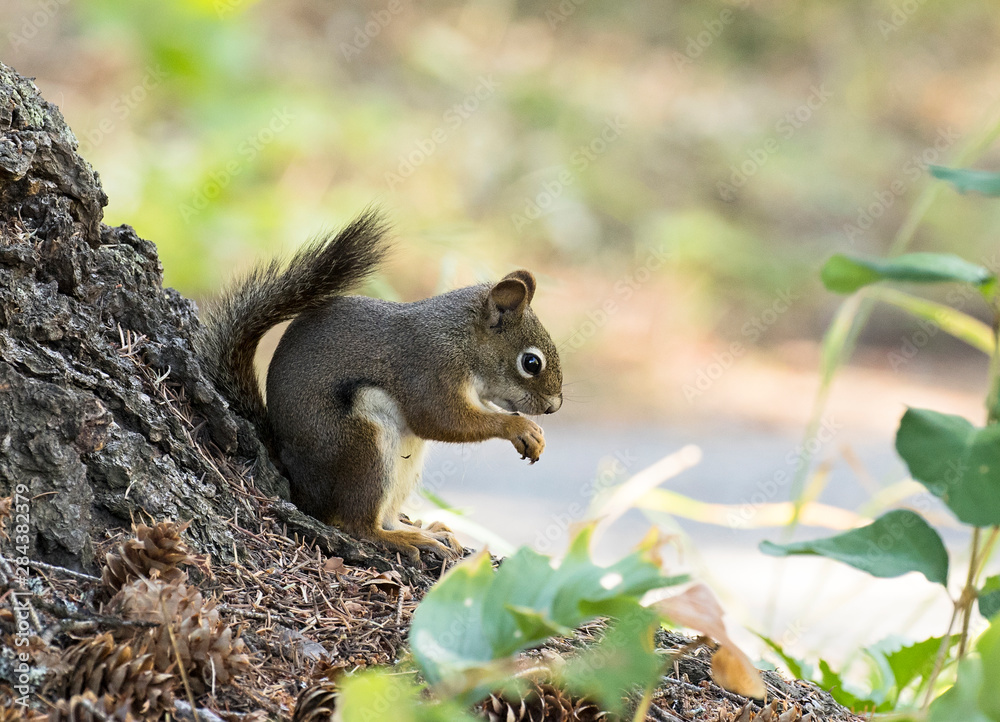 squirrel eating and cleaning himself on a tree root squirrel eating and cleaning himself on a tree root
