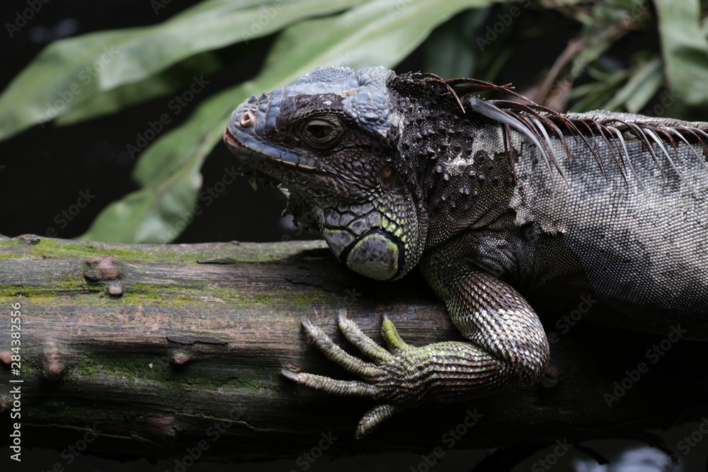 iguana on the Wood