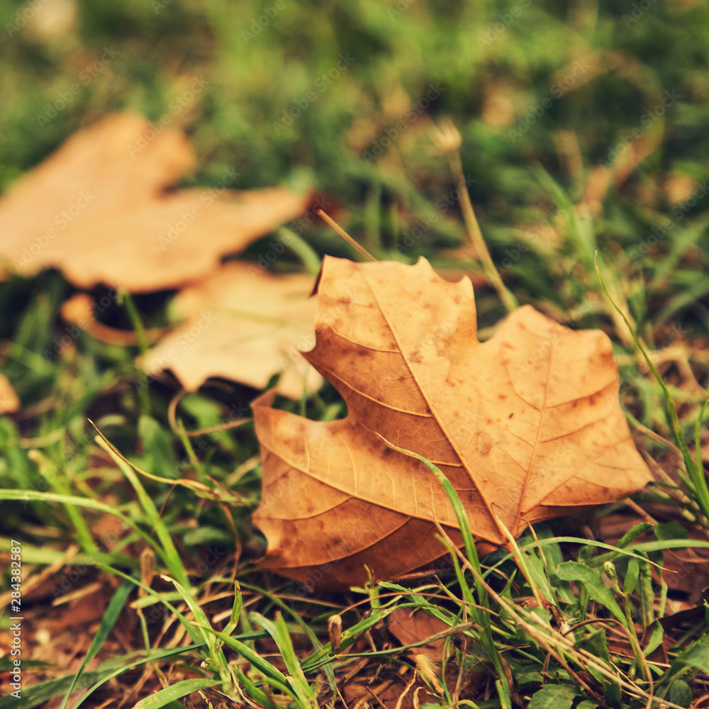 yellow fallen leaves on the grass. autumn nature background. yellow fallen leaves on the grass. autumn nature background.