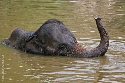 Asian Elephant bathing, Thai Elephant Conservation Center, Lampang, Thailand