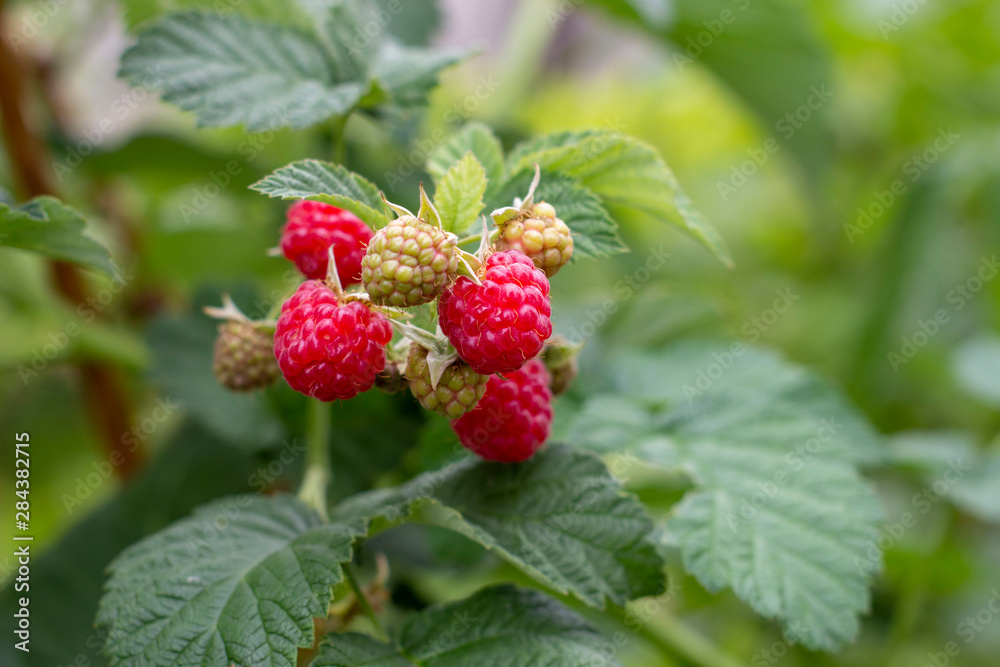 Red ripe fresh and juicy raspberry branches. Organic food concept Red ripe fresh and juicy raspberry branches. Organic food concept