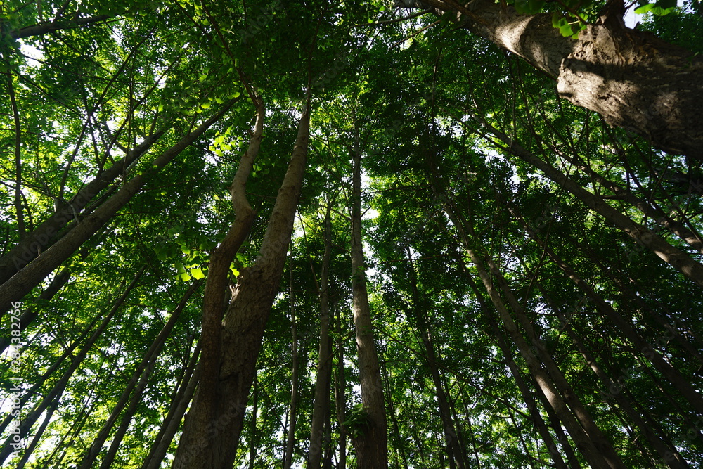 Fototapeta premium tree in forest