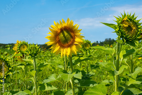 sunflower in field of sunflowers