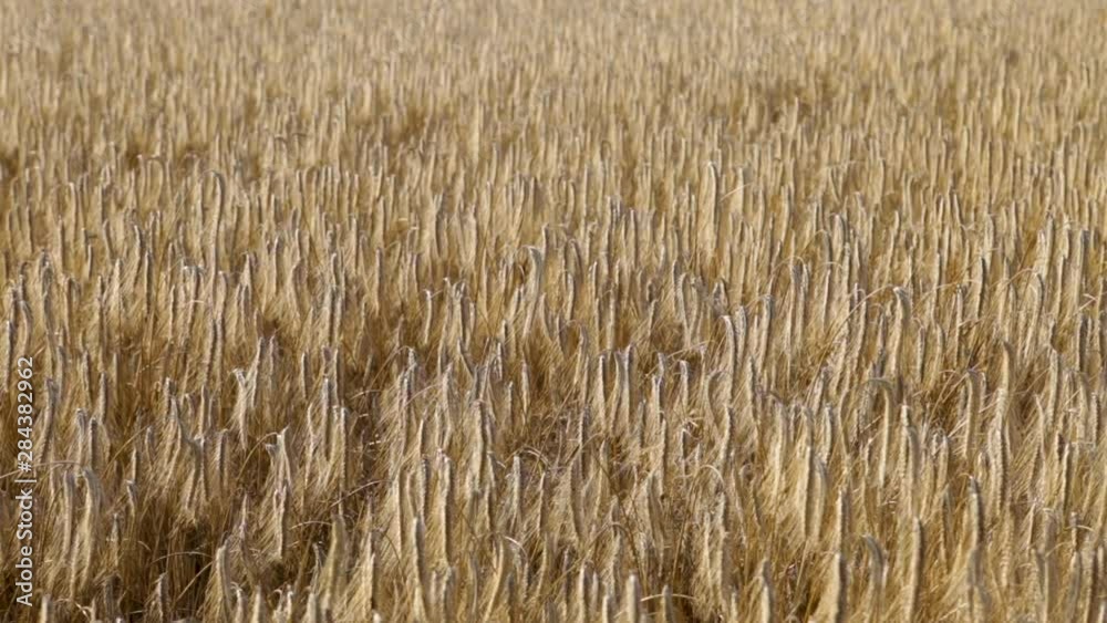 Golden sunny wheat background. Harvest time. Real time full hd video footage. Golden sunny wheat background. Harvest time. Real time full hd video footage.