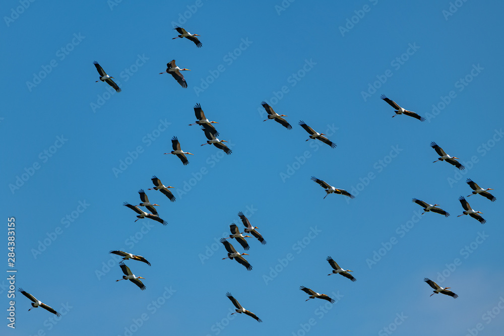 Yellow-billed Storks, Mycteria ibis, African birds flying in Africa