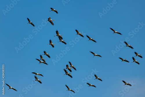 Yellow-billed Storks, Mycteria ibis, African birds flying in Africa