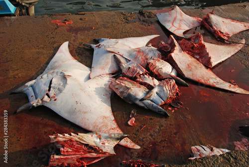 Sri-Lanka, Mirissa, bloody dead manta ray on pier after fishing trip