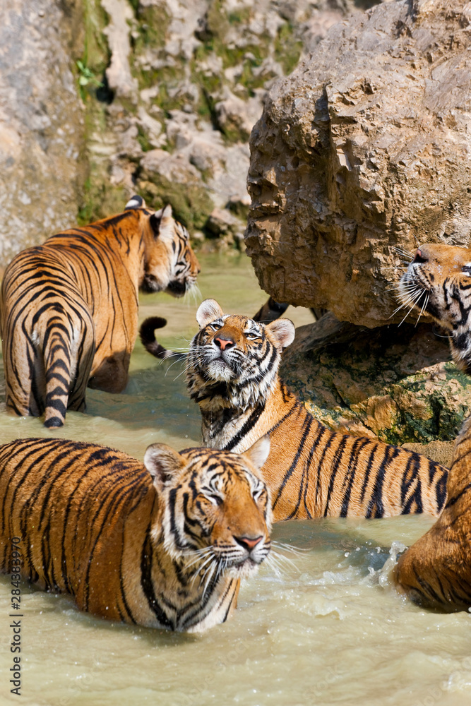 Obraz premium Indochinese tiger or Corbett's tiger (Panthera Tigris corbetti), Thailand