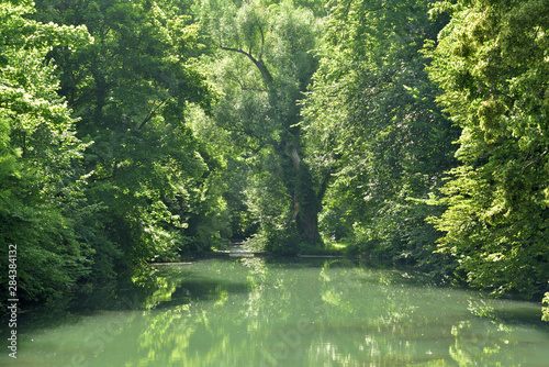 Old green trees stand by a lake and form a fairytale background