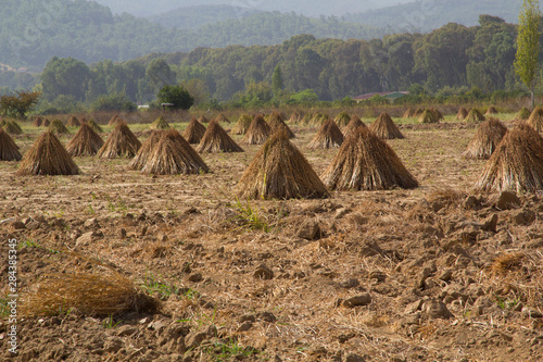 Turkey  stacks of Sesame Seeds  drying at harvest time in Turkey. The sesame seeds are used in many food product from daily breads to sweet desserts.