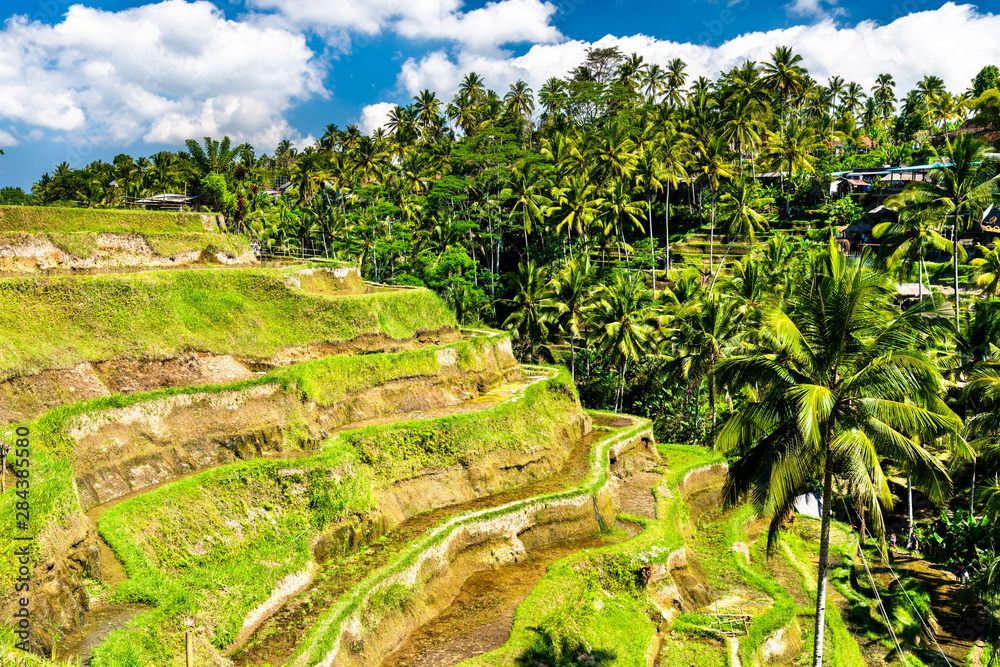 Tegallalang Rice Terraces on Bali in Indonesia Tegallalang Rice Terraces on Bali in Indonesia