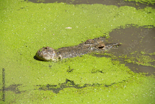 Western Australia, Broome. Malcolm Douglas Crocodile Park. Saltwater crocodiles (Crocodylus porosus) in green duckweed covered pond (introduced species, Lemna minuta).