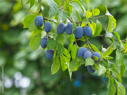 Blue plums hanging on a plum tree