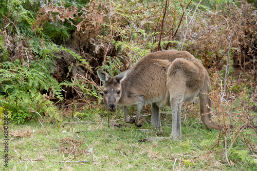Western Australia, Perth, Yanchep National Park. Western gray kangaroo (Macropus fuliginosus) in bush habitat.