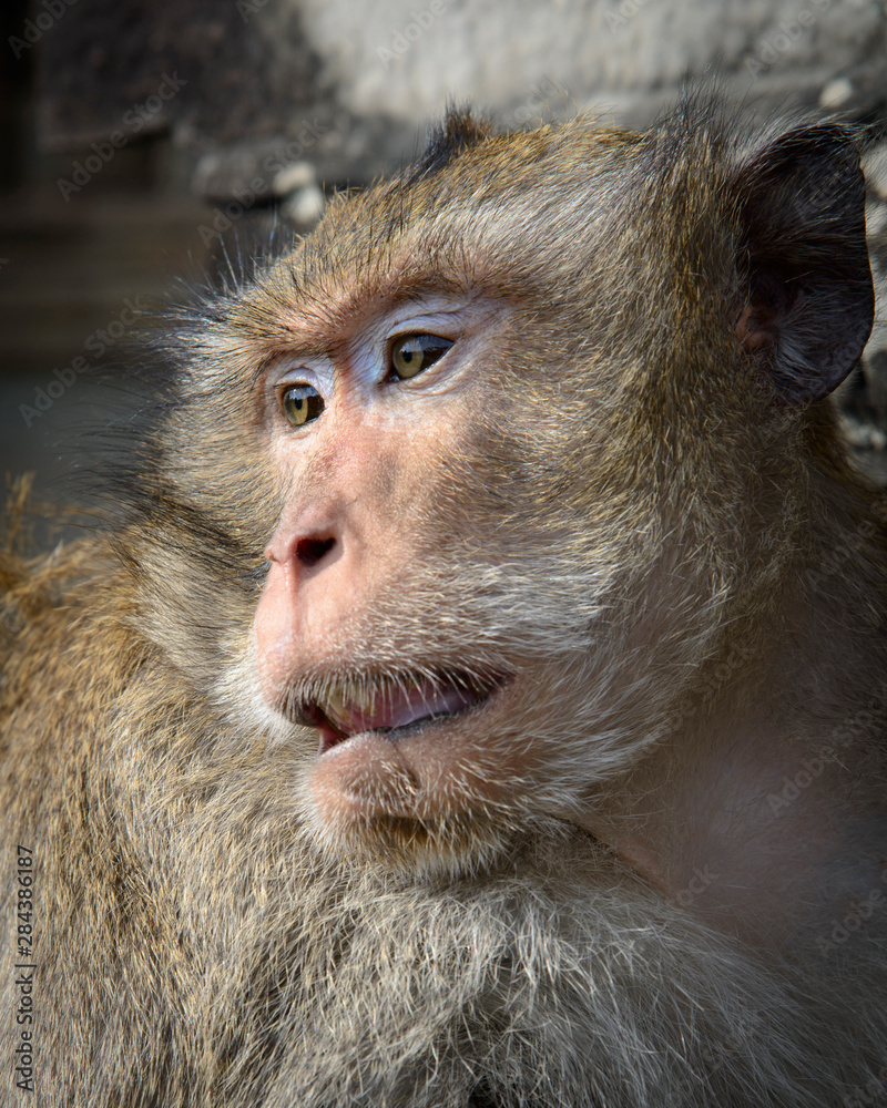Obraz premium Cambodia, Angkor Wat. Long tailed macaque (Macaca fascicularis).