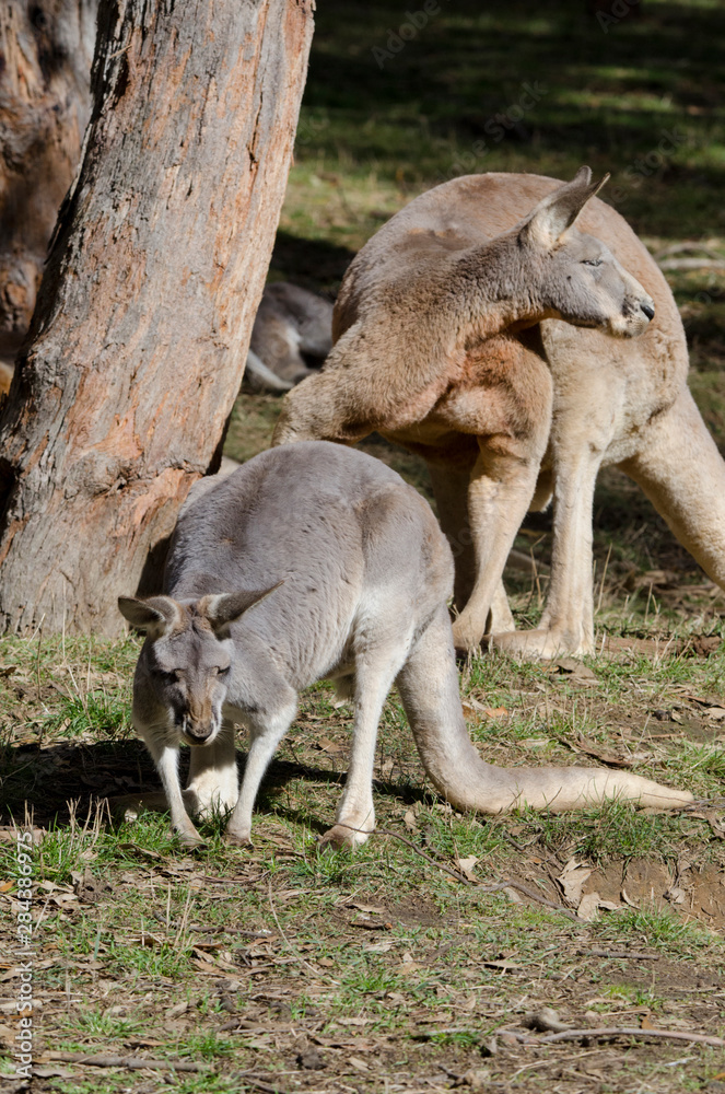 Obraz premium Australia, South Australia, Adelaide. Cleland Wildlife Park. Red kangaroos (Macropus Rufus) the largest of all kangaroos. Pair of kangaroos, female in front and large male in back.