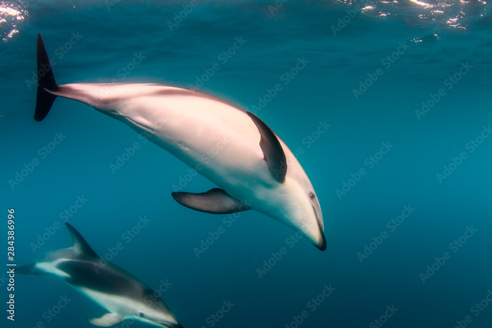 Naklejka premium A Pod of Dusky Dolphins (Lagenorhynchus obscurus)swimming off the Kaikoura Peninsula, South Island, New Zealand