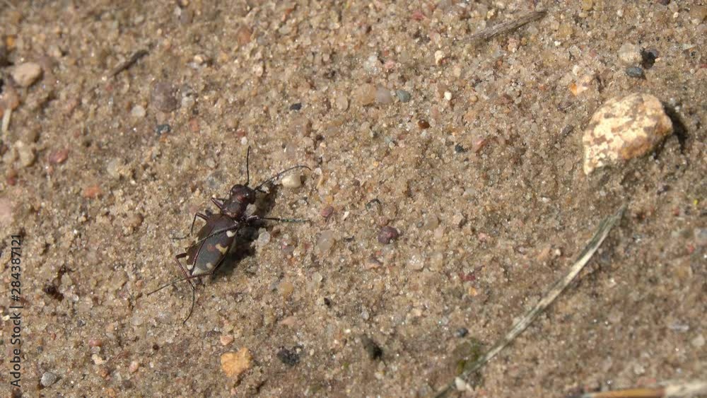 Northern Dune Tiger Beetle (Cicindela hybrida) scratches its feet Northern Dune Tiger Beetle (Cicindela hybrida) scratches its feet