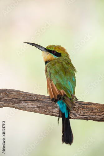 Australia, Alice Springs. Rainbow bee-eater (Merops ornatus).