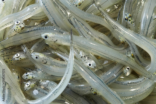 New Zealand, Whitebait
