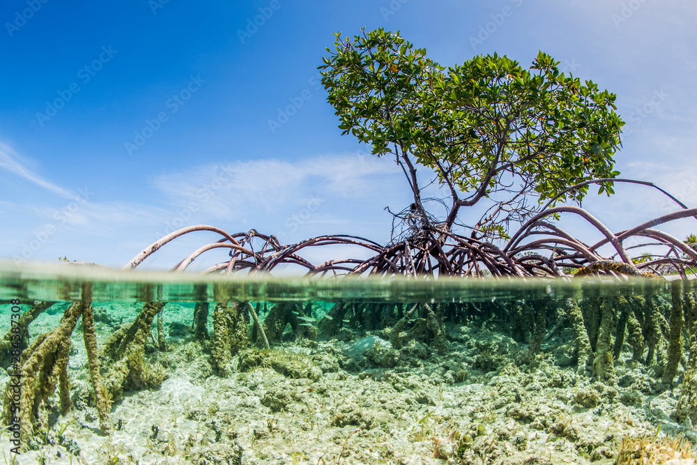 Over and under water photograph of a mangrove tree in clear tropical waters with blue sky in background near Staniel Cay, Exuma, Bahamas