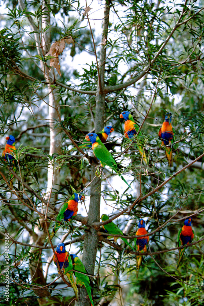 Obraz premium Australia, Queensland, Rockhampton. Wild rainbow lorikeets (Trichoglossus haematodus) in tree.