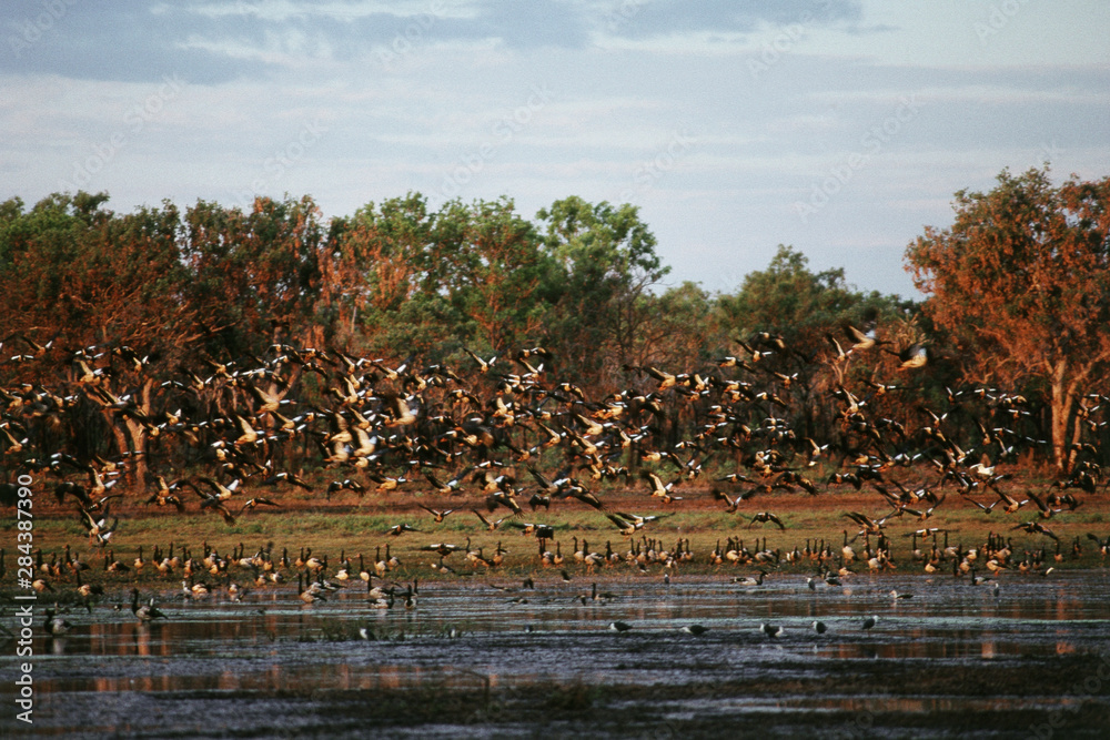 Australia, Northern Territory, Kakadu National Park, Flock of Magpie Goose with other birds