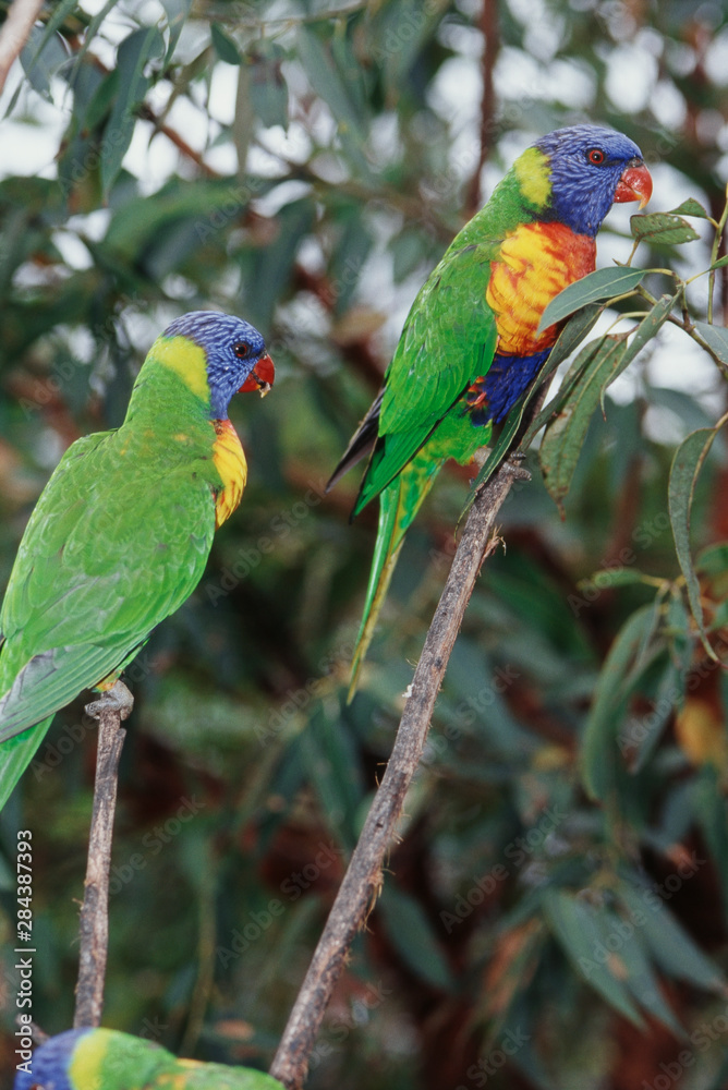 Australia, Eastern states of Australia, Three Rainbow Lorikeet perching on branch Australia, Eastern states of Australia, Three Rainbow Lorikeet perching on branch