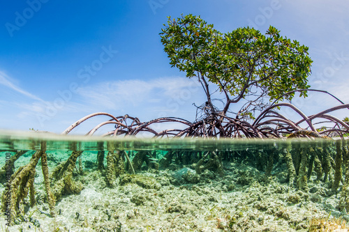 Over and under water photograph of a mangrove tree in clear tropical waters with blue sky in background near Staniel Cay, Exuma, Bahamas photo
