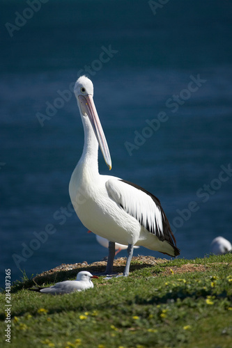 Australian Pelican (Pelecanus conspicillatus), Blacksmiths, Swansea Channel, New South Wales, Australia