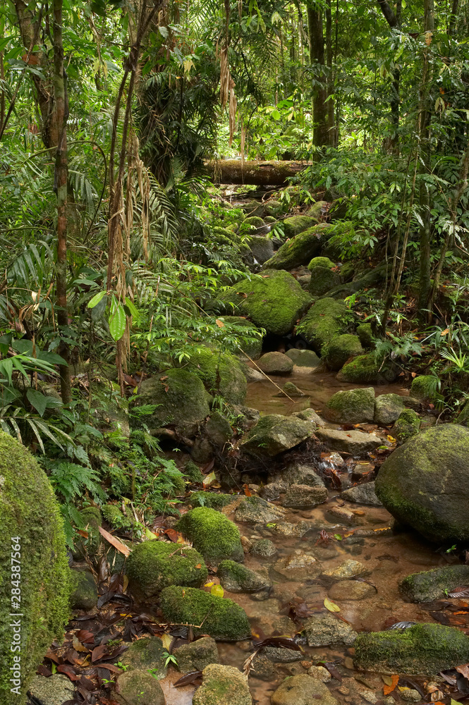 Stream, Wooroonooran National Park, Bartle Frere, North Queensland, Australia