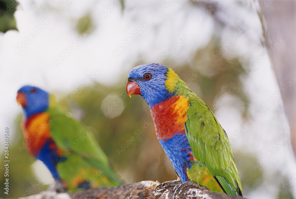 Australia, East Coast, Rainbow lorikeets