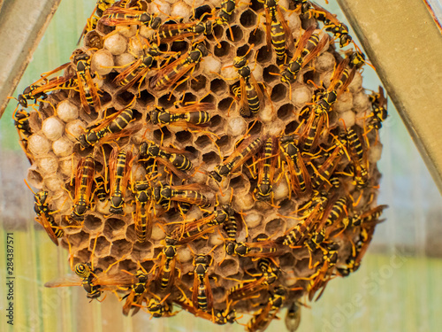 Dangerous large swarm of vicious wild wasps creeps in honeycombs