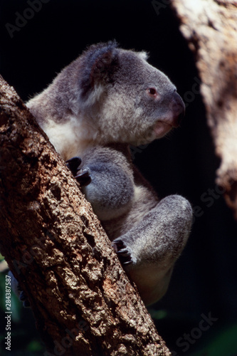 Fototapeta Naklejka Na Ścianę i Meble -  Australia, Close-Up of Koala (Phascolarctos cinereus adustus)