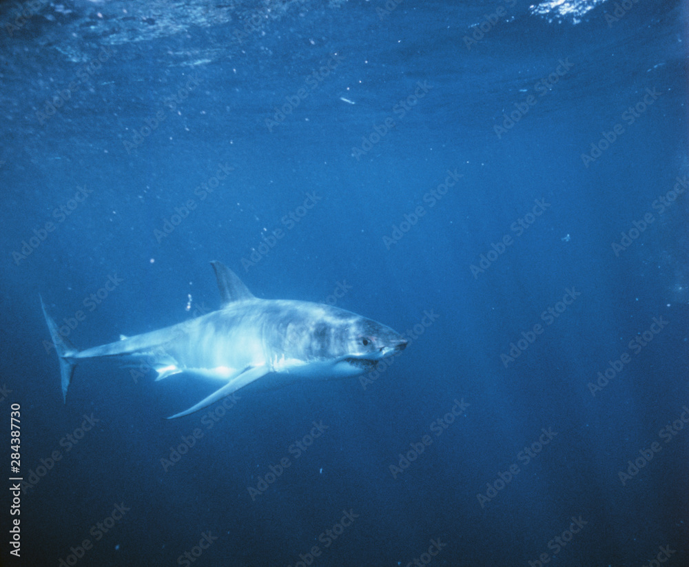 Fototapeta premium South Australia, Great White Shark (Carcharodon carcharias)