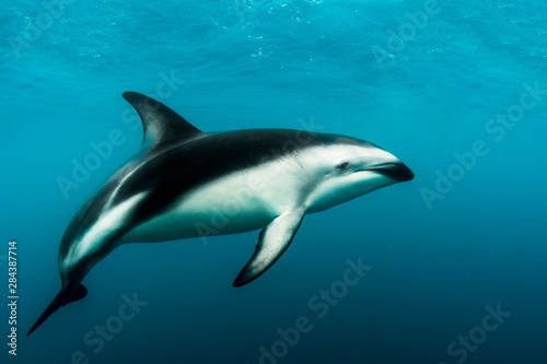 A Dusky Dolphin  Lagenorhynchus obscurus swimming off the Kaikoura Peninsula  South Island  New Zealand