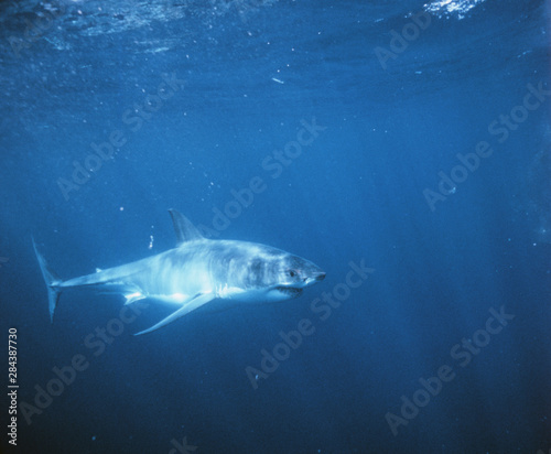 South Australia  Great White Shark  Carcharodon carcharias 
