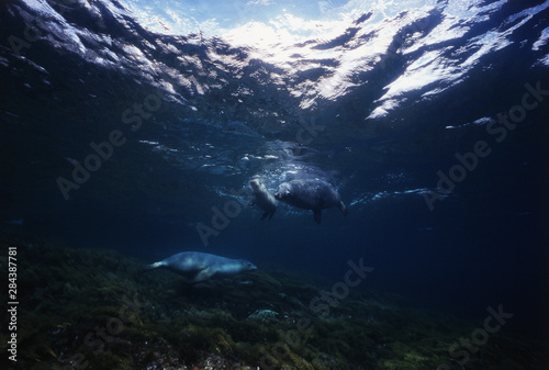Australia, South Australia, View of Endangered Australian Sea Lion underwater © Stuart Westmorland/Danita Delimont
