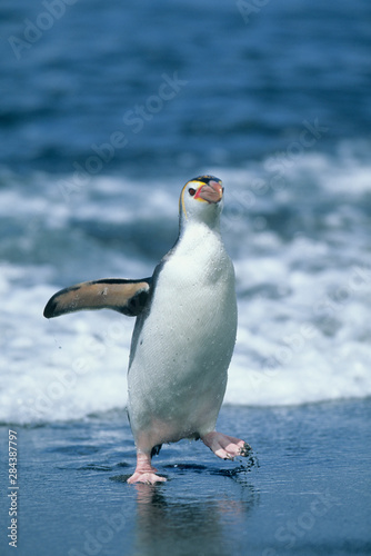 Royal Penguin (Eudyptes schlegeli) return from sea, Macquarie Island, Austalian sub-Antarctic.