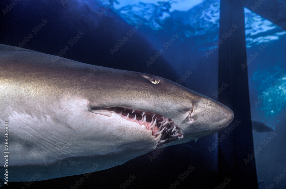 Naklejka premium Sand Tiger Shark (Carcharias taurus) Australia, Manly Aquarium