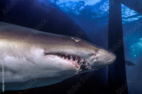 Sand Tiger Shark (Carcharias taurus) Australia, Manly Aquarium
