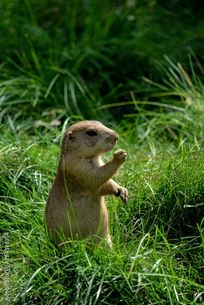 Prairie dog in the grass Prairie dog in the grass
