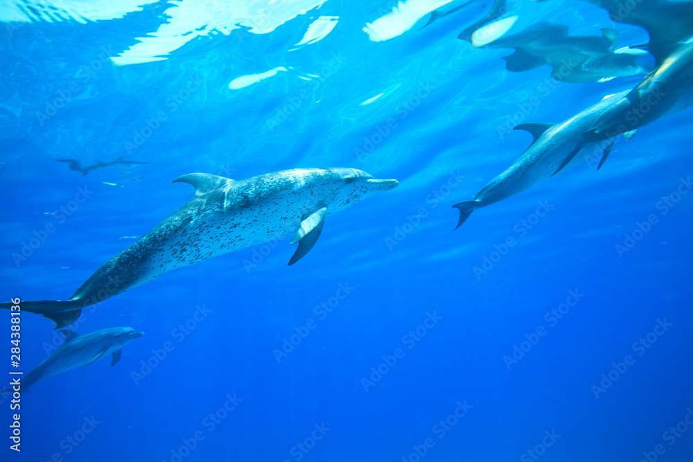 Fototapeta premium Atlantic Spotted Dolphins (Stenella frontalis), White Sand Ridge, Bahamas Bank, Bahamas, Caribbean