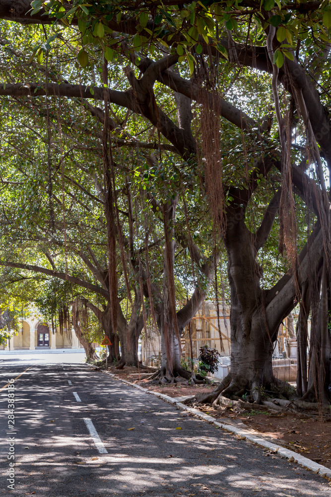 Cuba, Havana, Colon Cemetery. Banyan trees with moss line street. Cuba, Havana, Colon Cemetery. Banyan trees with moss line street.