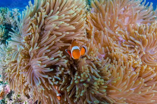 A family of cute Clownfish on a tropical coral reef in the Philippines